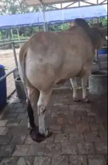 sapi jawa 700kiloan putih tinggi jumboan siap sapi qurban terbaik 2025