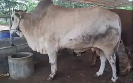 sapi jawa 700kiloan putih tinggi jumboan siap sapi qurban terbaik 2025