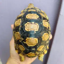 Kura darat Pardalis 13,7cm sulcata