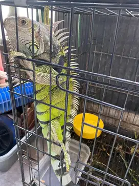 Iguana colombia plontos