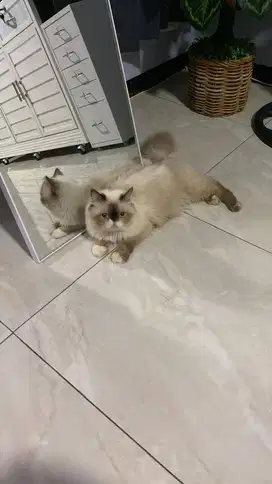 Kucing Jantan BIRAHI