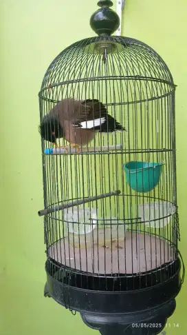 Burung jalak nias gacor