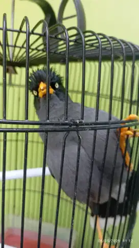 jalak kebo gacor