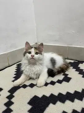 Kucing calico betina