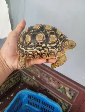 Kura Pardalis 13 cm