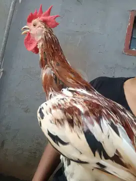 Ayam ketawa 5 bulan