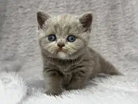 Kucing BSH Lilac Blue Eyes Ped WCF