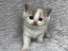 Kucing BSH Betina Odd Eye Ped WCF