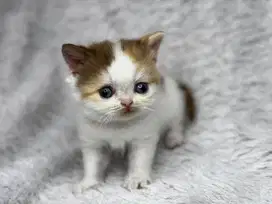 Kucing BSH Betina Ped WCF Mata Biru