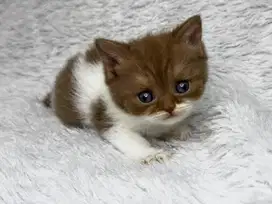 Kucing BSH Cinnamon Ped WCF