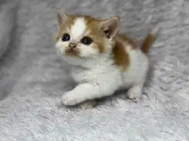 Kucing BSH Bicolour Red Jantan Ped WCF