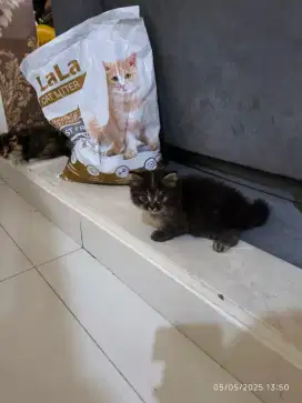 Dijual Kucing lucu gembul persia flatnose x munchkin kaki pendek