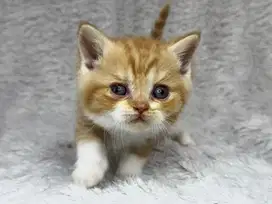 Kucing BSH Ped WCF Jantan Bicolour Red