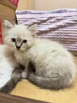 Kucing Persia ragdoll