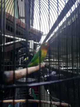 Burung lovebird jantan