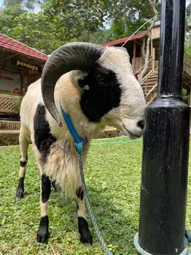 Kambing domba qurban