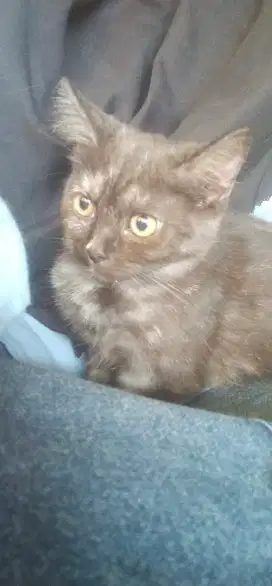 Open adopt kucing silangan muckhin X persia flet nose long hair