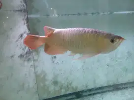 Ikan Arwana Super Red