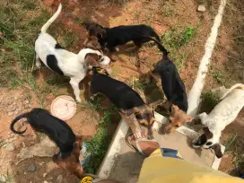 Dijual Anak Anjing Kampung