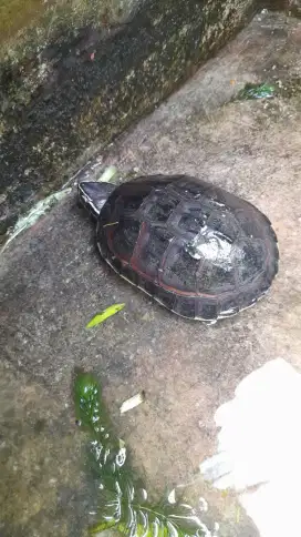 Malayan Snail Eater Kura MSE