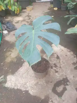 Monstera Deliciousa King