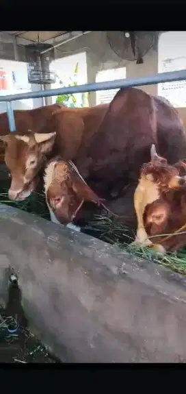 Jual hewan qurban
