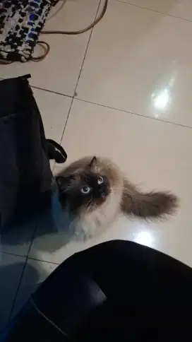 Kucing Himalaya Betina