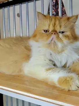 Kucing Peaknose Longhair Indukan Betina