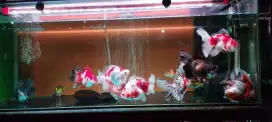 Ikan koki ranchu