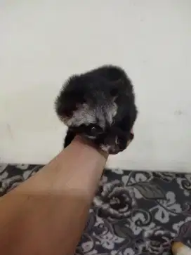 Musang pandan jinak