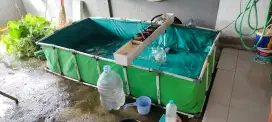 Dijual ikan Koi 1 set sama rumahnya lengkap tinggal pakai