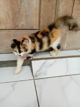 Kucing persia  medium