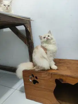 Kitten persia longhair