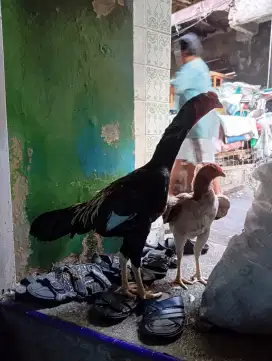 Ayam Shamo eropa x shamo jepang