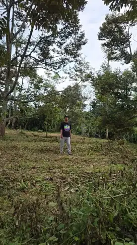 Di jual tanah kebun durian