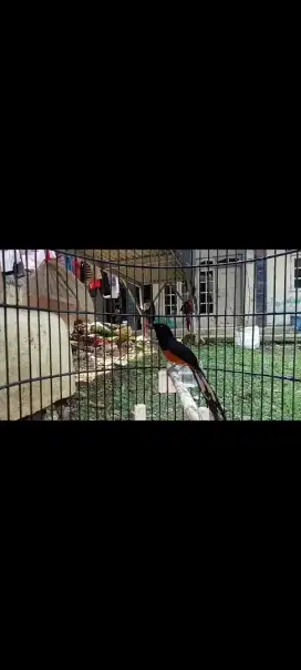 Burung murai medan gacor