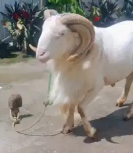 Domba Qurban Extream Si Alves