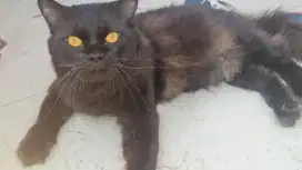 Kucing medium berat 5.6 kg