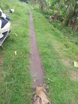 Tanah Sawah Mobil Masuk Di Seyegan Sleman Yogyajarta