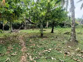 Di jual tanah kebun murah di tabanan bali