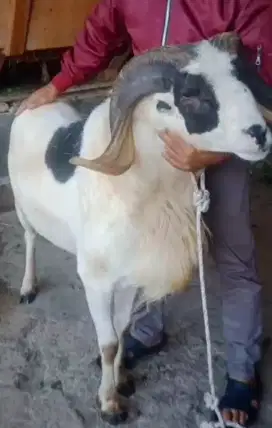 Domba Qurban Extream Si Banaspati