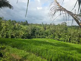 Dijual tanah murah + bangunan dengan view sawah di tabanan bali