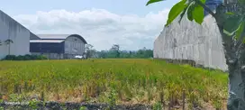 Dijual 2,5 jt per meter Lahan industri Di poros Pakisaji Kepanjen