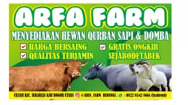 Sapi qurban idul adha