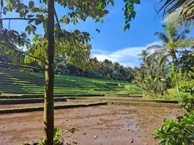 Dijual tanah kebun murah view sawah dan los sungai di bali