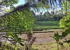 Tanah kebun durian dan manggis murah di tabanan bali