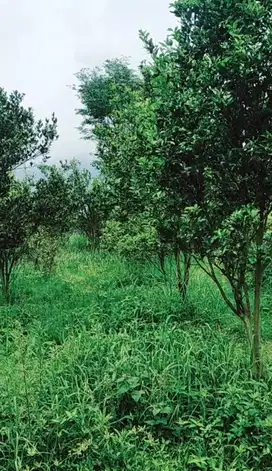 dijual rugi 250rb per m², Kebun Jeruk Produktif di Dau dekat pwec
