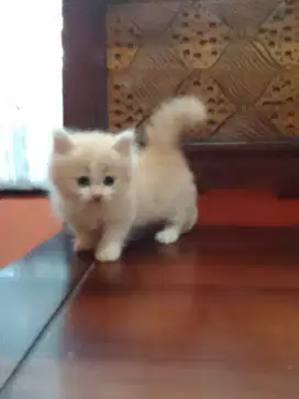 Lepas adopt kitten munchkin