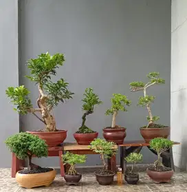 Borongan murah bonsai hias ada 9 pot