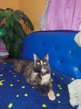 Maine coon famel 1thn